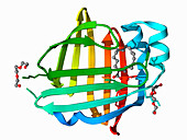 Heart fatty acid-binding protein complex, illustration