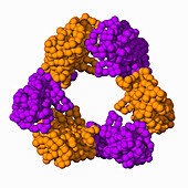 Dengue virus secreted NS1 protein, illustration