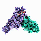 SARS-CoV-2 receptor binding domain complex, illustration