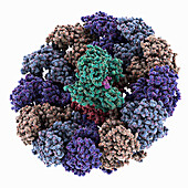 Chikungunya virus replication complex, illustration
