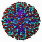 Zika virus capsid with antibody, illustration