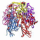 JC Polyoma virus capsid protein complex, illustration