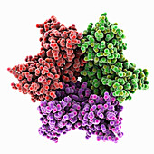 Bacteriophage phiCjT23 capsid protein, illustration