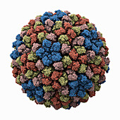 Nudaurelia capensis omega virus procapsid, illustration