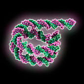 DNA from palindromic nucleosome, illustration