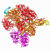 RecBCD-DNA complex with phage protein, illustration