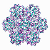 Jumbo phage empty capsid hexamers, illustration