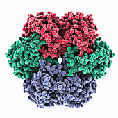 Purine nucleoside phosphorylase, illustration