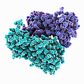 Crimean-Congo haemorrhagic fever virus, illustration