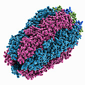 Staphylococcus phage Andhra tail knob, illustration