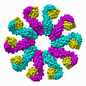 Inflammasome disk, illustration