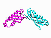 Pyrococcus horikoshii stomatin, illustration