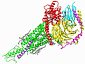 G-proteins complexed with PTHrP and PTH1R, illustration