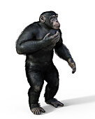 Chimpanzee, illustration