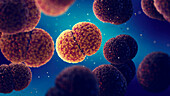 Meningitis bacteria, illustration