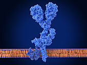 B cell receptor, illustration