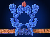 B cell receptor dimer, illustration