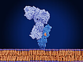 Mesothelin protein bound to antibody, illustration