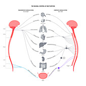 Micturition neural control, illustration