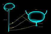 Micturition neural control, illustration