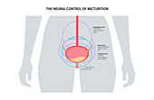 Micturition neural control, illustration