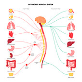 Autonomic nervous system, illustration