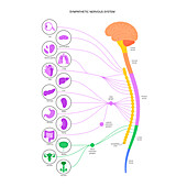 Sympathetic nervous system, illustration