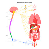 Parasympathetic nervous system, illustration