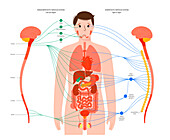 Autonomic nervous system, illustration