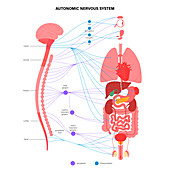 Autonomic nervous system, illustration