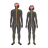 Human nervous system, illustration