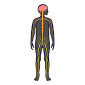 Human nervous system, illustration