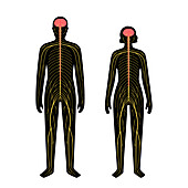 Human nervous system, illustration