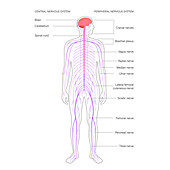 Central nervous system, illustration