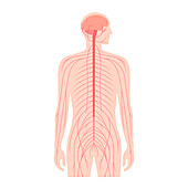 Central nervous system, illustration