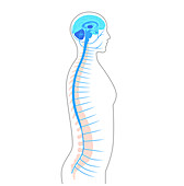 Spinal cord anatomy, illustration