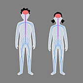 Human nervous system, illustration