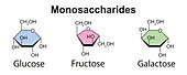 Monosaccharides, illustration