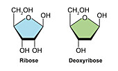 Ribose and deoxyribose sugar molecules, illustration