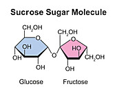 Sucrose sugar molecule, illustration