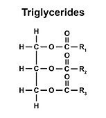 Triglyceride structure, Illustration