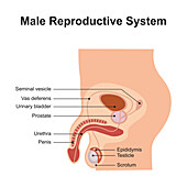 Male reproductive system, illustration