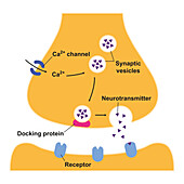 Synapse structure, illustration