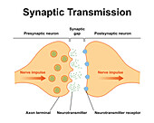 Synapse structure, illustration