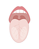 Human tongue, illustration