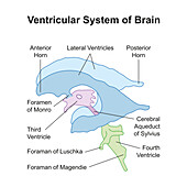 Ventricular system of brain, illustration