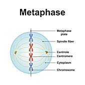 Metaphase, illustration