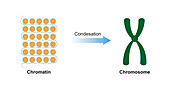 Condensation of DNA, illustration