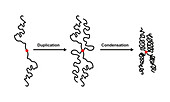 Chromosome duplication and condensation, illustration