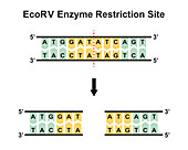 EcoRV enzyme restriction site, illustration
